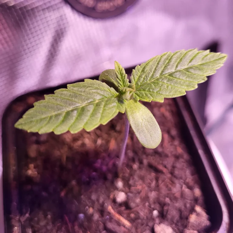 Vivid Buzz Cannabis Keimling (Foto von Cannapendium)