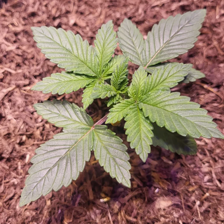 Vivid Buzz Cannabis Keimling angewachsen (Foto von Cannapendium)