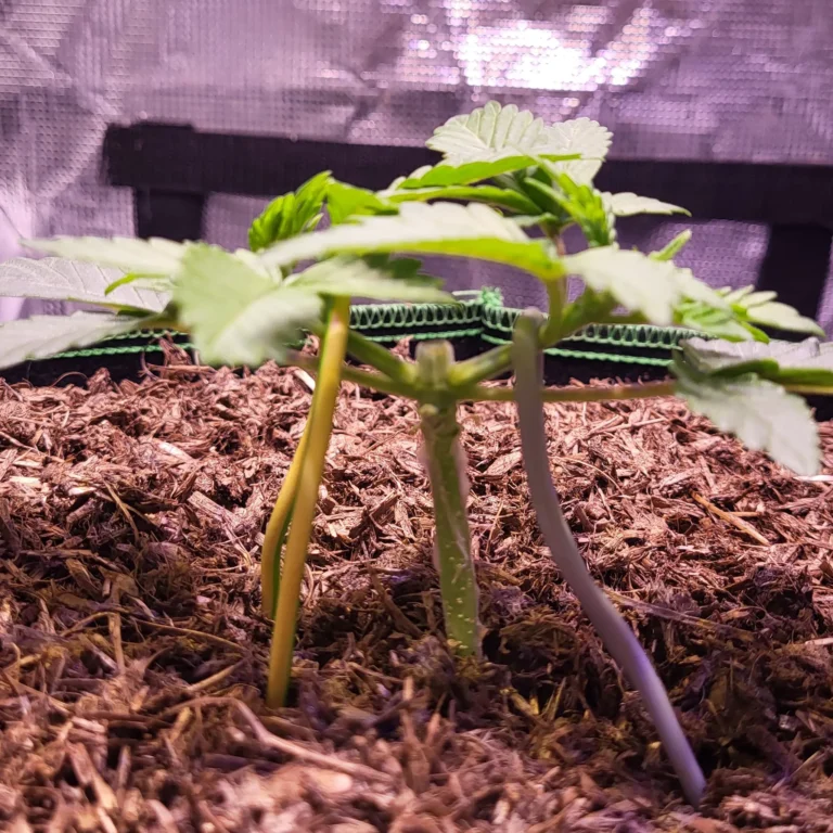 Vivid Buzz Cannabis Keimling topped und stretched (Foto von Cannapendium)