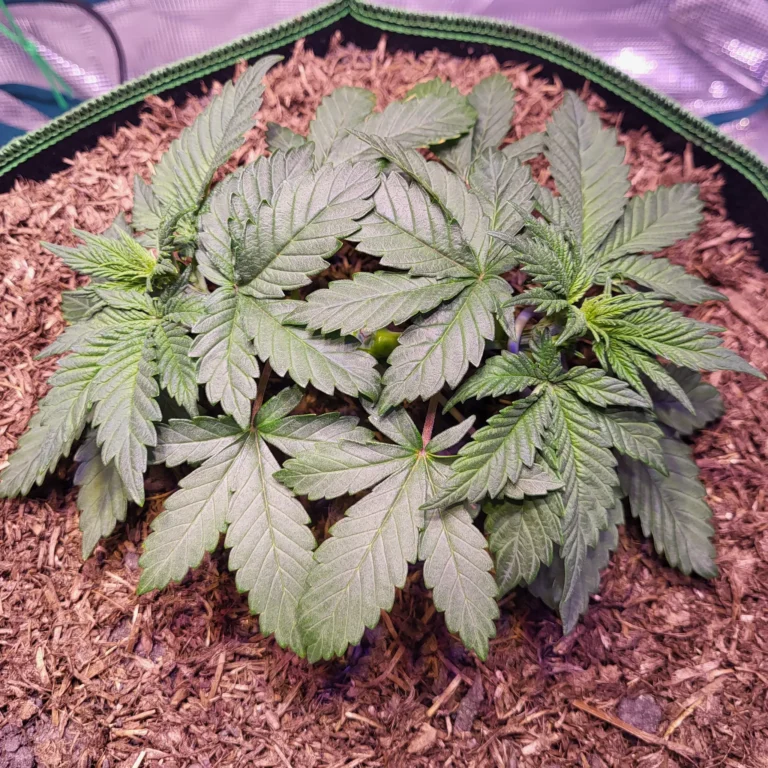 Vivid Buzz Cannabis Keimling topped und stretched - angewachsen (Foto von Cannapendium)
