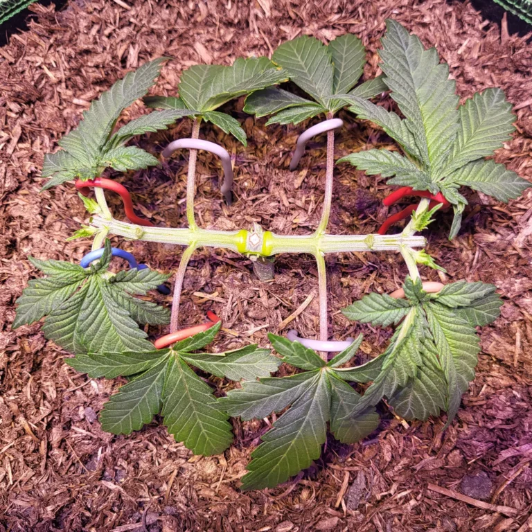Vivid Buzz Cannabis Keimling topped und stretched again (Foto von Cannapendium)