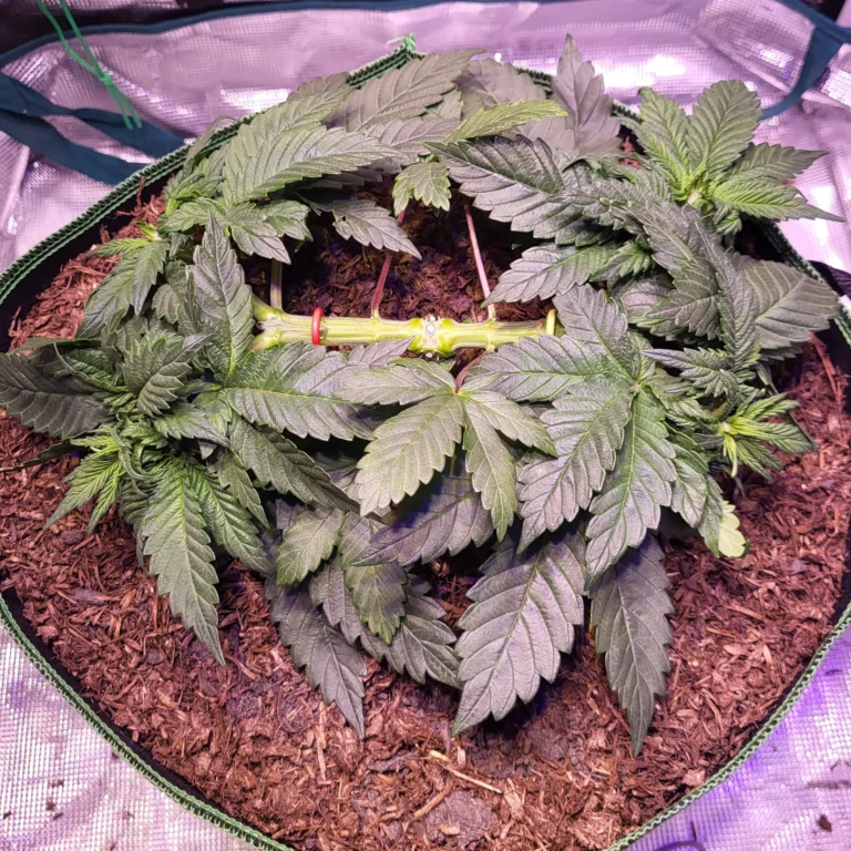 Vivid Buzz Cannabis Keimling topped und stretched again angewachsen (Foto von Cannapendium)
