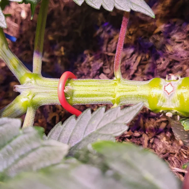 Vivid Buzz Cannabis Stammentwicklung (Foto von Cannapendium)