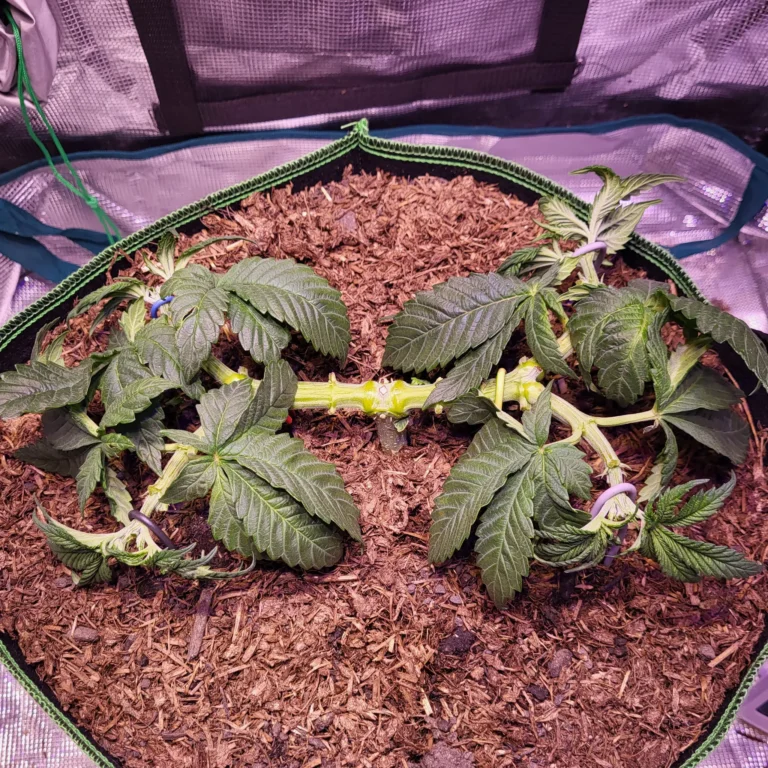 Vivid Buzz Cannabis Wuchsphase Stretched (Foto von Cannapendium)