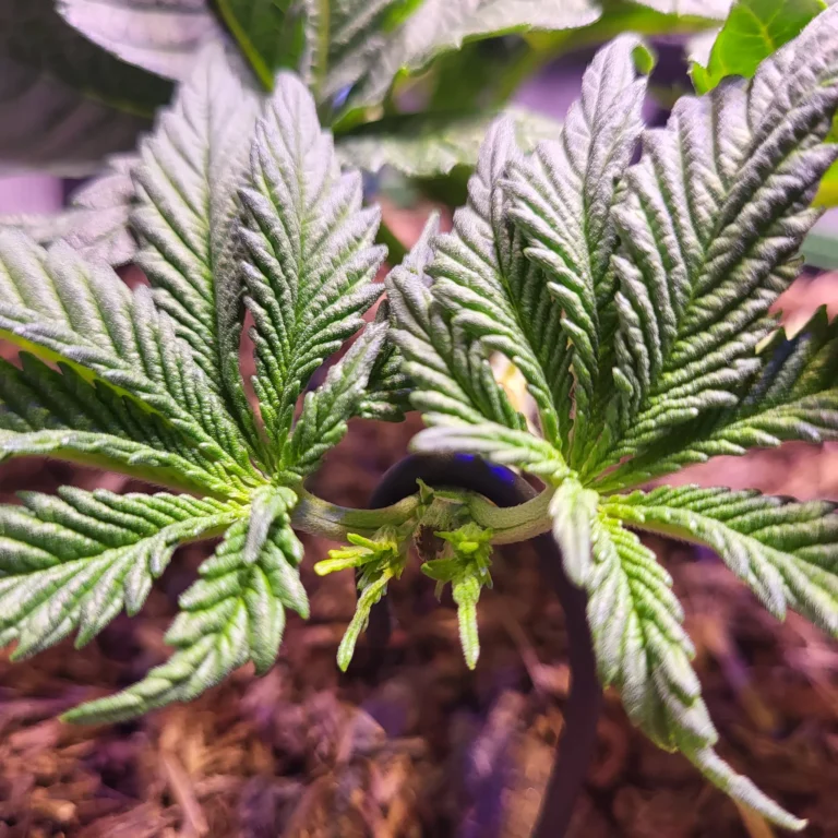 Vivid Buzz Cannabis Topping (Foto von Cannapendium)