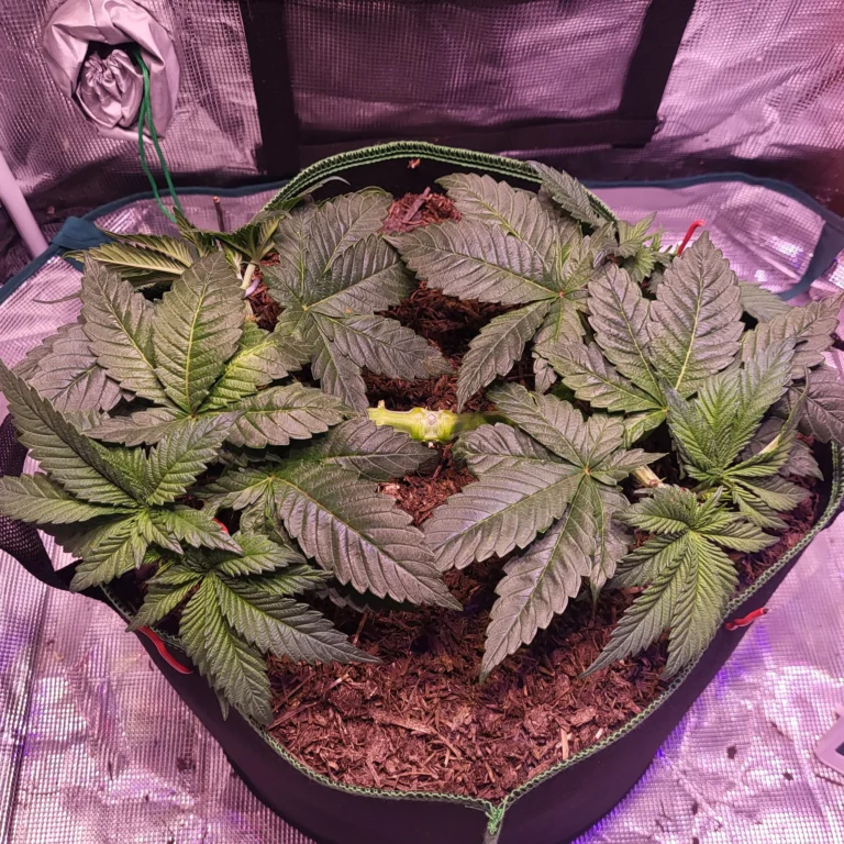 Vivid Buzz Wuchsphase stretched - angewachsen (Foto von Cannapendium)
