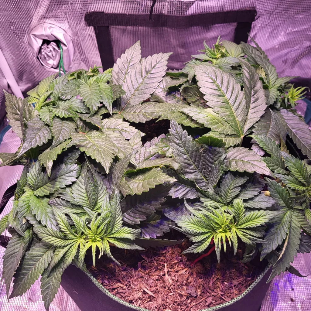 Vivid Buzz Wuchsphase - dicht angewachsen (Foto von Cannapendium)