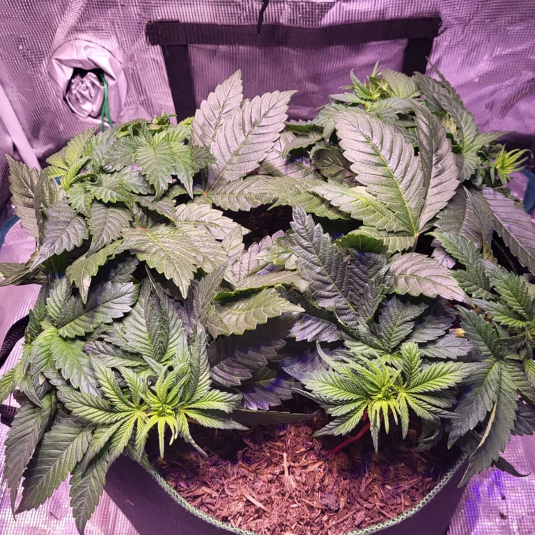 Vivid Buzz Wuchsphase - dicht angewachsen (Foto von Cannapendium)