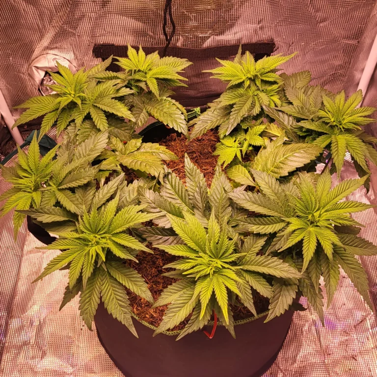 Vivid Buzz Wuchsphase - Training angewachsen (Foto von Cannapendium)