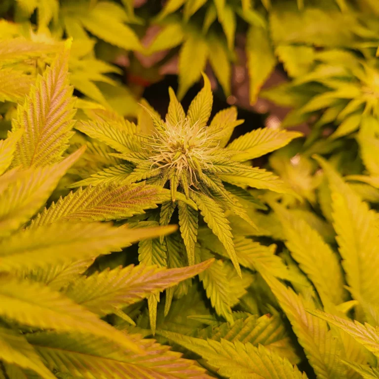 Vivid Buzz - Das Purplen setzt ein (Foto von Cannapendium)