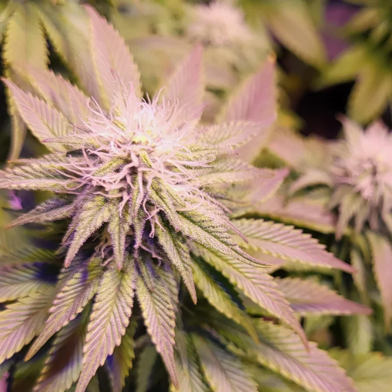 Vivid Buzz - Das Purplen setzt sich fort (Foto von Cannapendium)