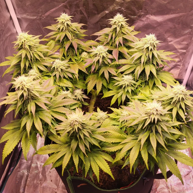 Vivid Buzz Cannabis Blüte - Verlauf (Foto von Cannapendium)