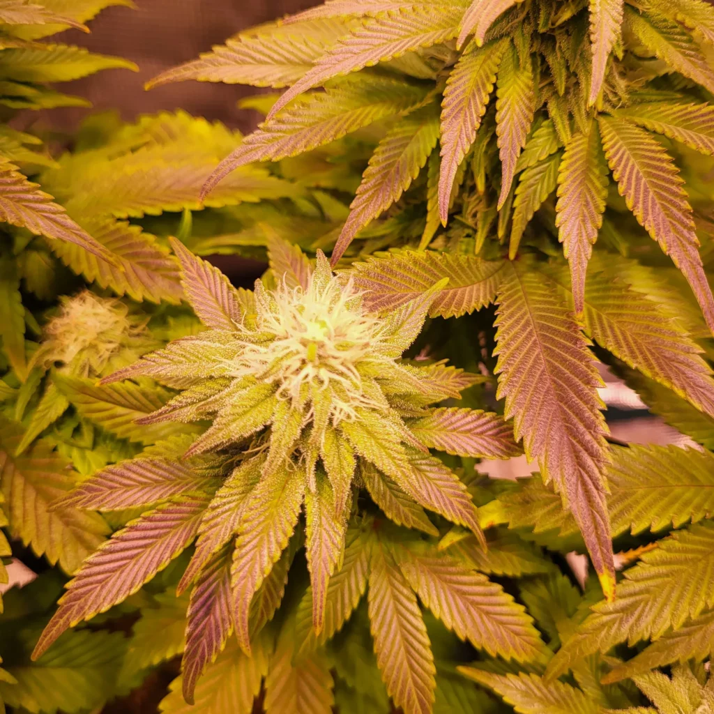 Vivid Buzz - Das Purplen setzt sich fort (Foto von Cannapendium)