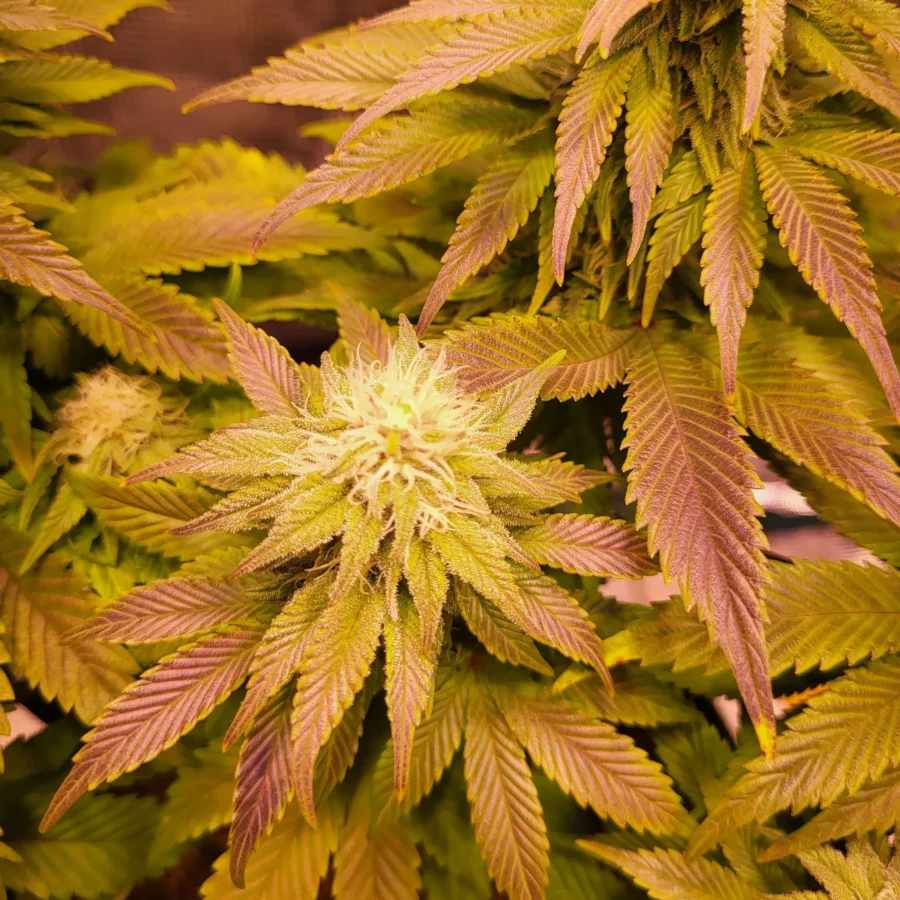 Vivid Buzz - Das Purplen setzt sich fort (Foto von Cannapendium)