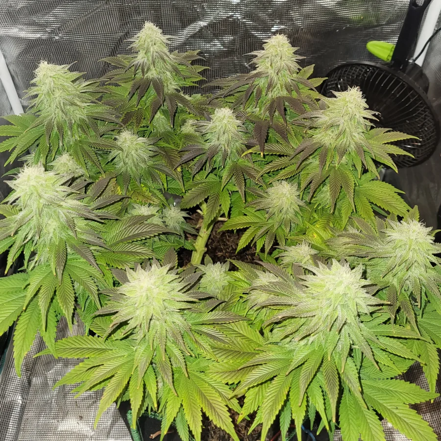 Vivid Buzz Cannabis Blüte - Verlauf (Foto von Cannapendium)