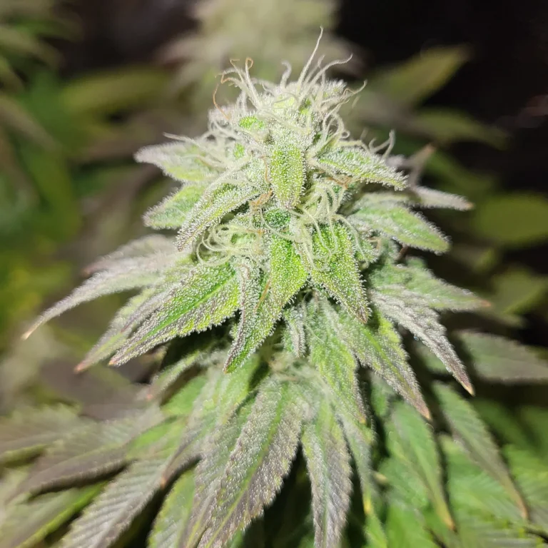 Vivid Buzz Cannabis Blüte - Verlauf (Foto von Cannapendium)