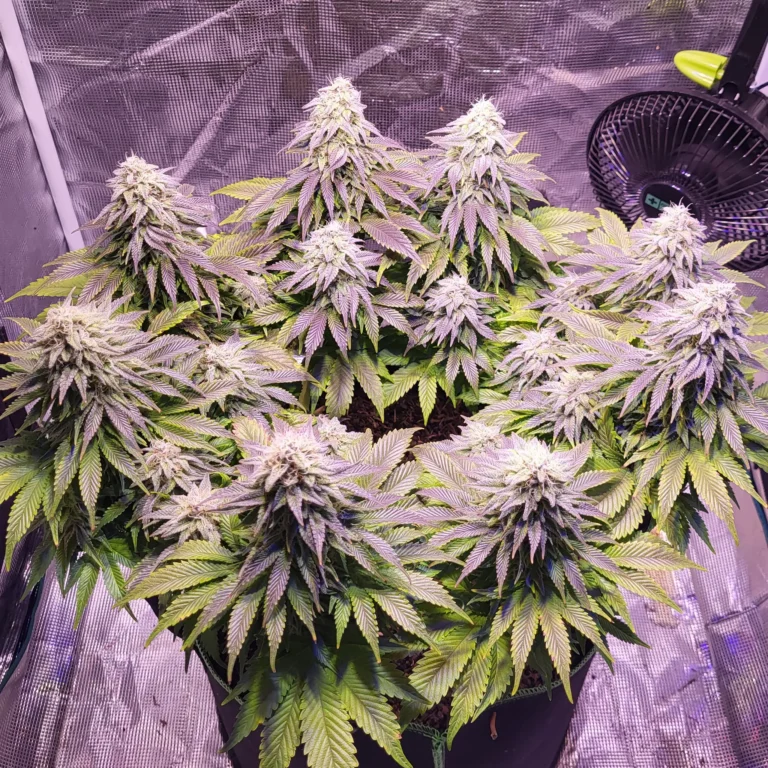 Vivid Buzz Cannabis Blüte - Verlauf (Foto von Cannapendium)