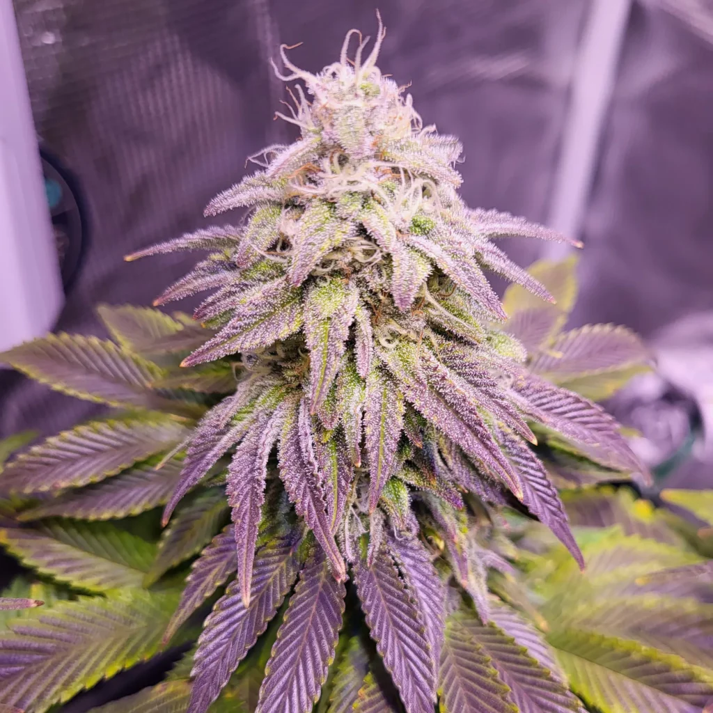 Vivid Buzz Cannabis Blüte - Verlauf (Foto von Cannapendium)