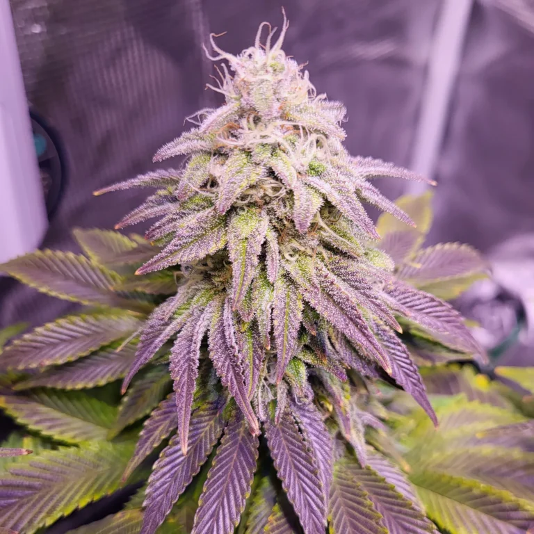 Vivid Buzz Cannabis Blüte - Verlauf (Foto von Cannapendium)