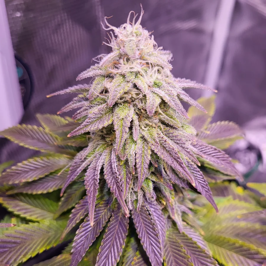 Vivid Buzz Cannabis Blüte - Verlauf (Foto von Cannapendium)