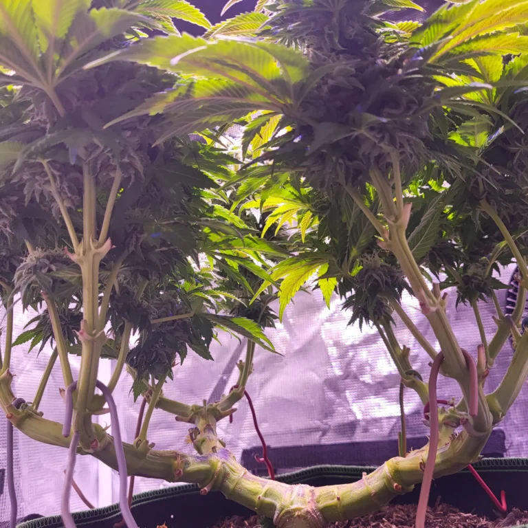 Vivid Buzz Cannabis Stammentwicklung (Foto von Cannapendium)