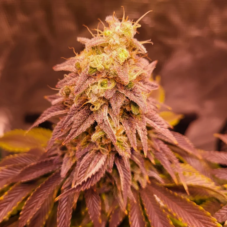 Vivid Buzz Cannabis Blüte - Verlauf (Foto von Cannapendium)