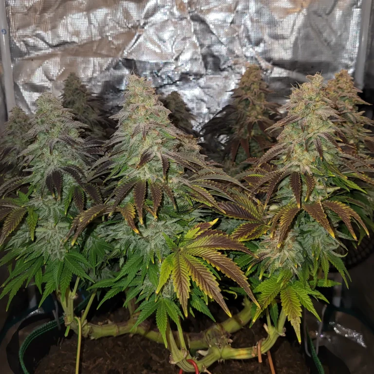 Vivid Buzz Cannabis Blüte - Abschluss (Foto von Cannapendium)