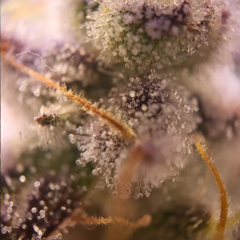 Vivid Buzz Trichom-Ansicht (Foto von Cannapendium)
