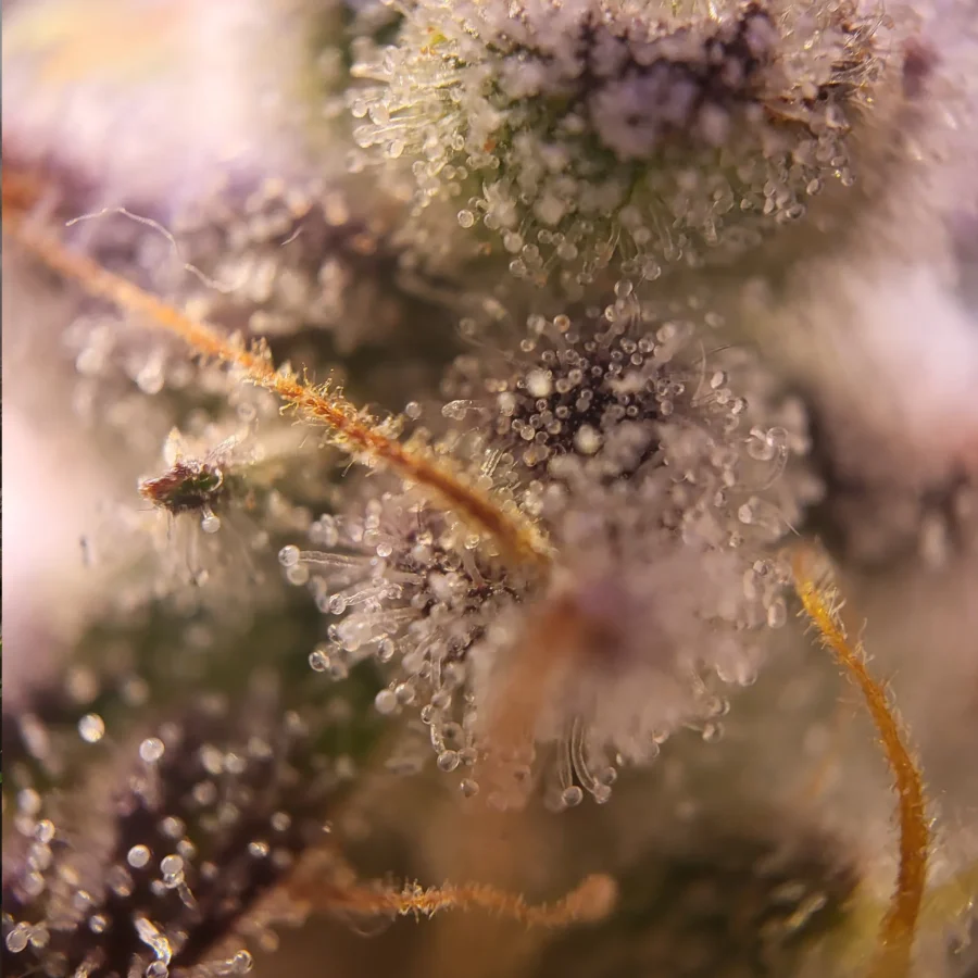 Vivid Buzz Trichom-Ansicht (Foto von Cannapendium)