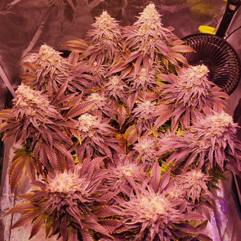 Vivid Buzz Cannabisblüte Abschluss - Purple (Foto von Cannapendium)