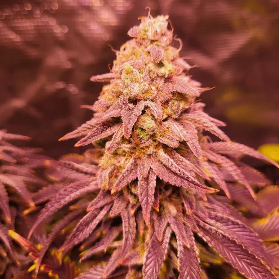 Vivid Buzz Cannabisblüte Abschluss - im Detail (Foto von Cannapendium)