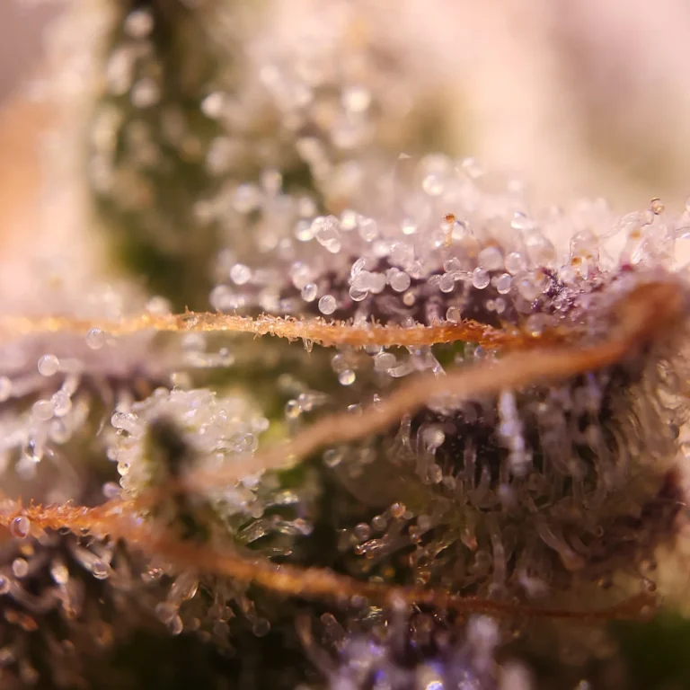 Vivid Buzz Cannabis Trichom-Ansicht (Foto von Cannapendium)