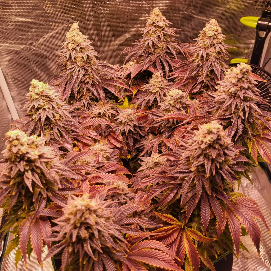 Vivid Buzz Cannabisblüte Abschluss - Purple (Foto von Cannapendium)