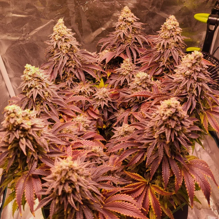 Vivid Buzz Cannabisblüte Abschluss - Purple (Foto von Cannapendium)