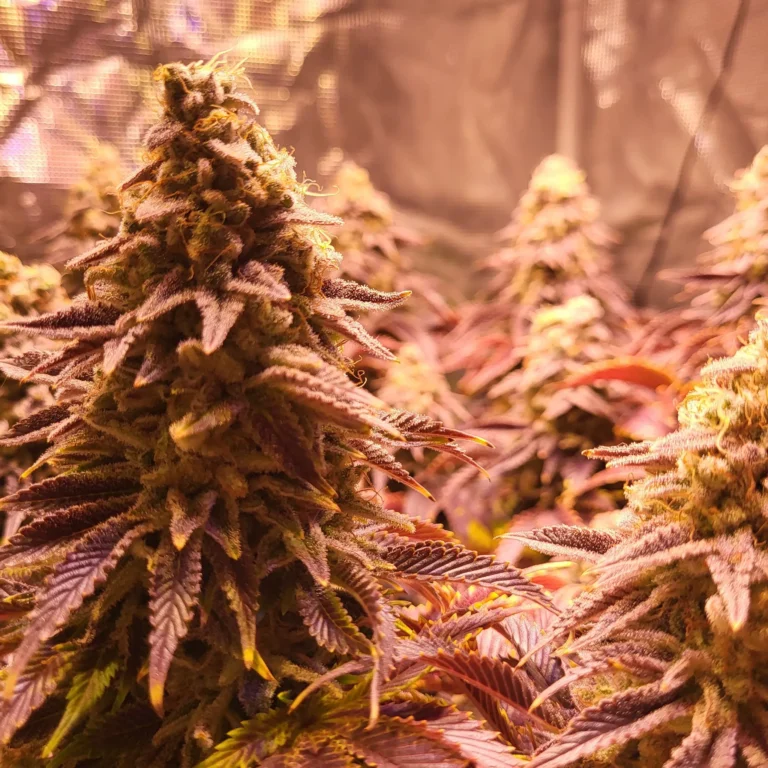 Vivid Buzz Cannabisblüte Abschluss - Blütendetail (Foto von Cannapendium)