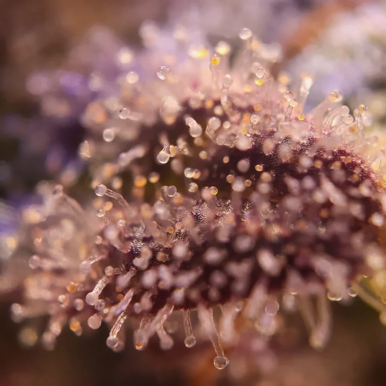 Vivid Buzz Cannabisblüte - Trichomansicht (Foto von Cannapendium)