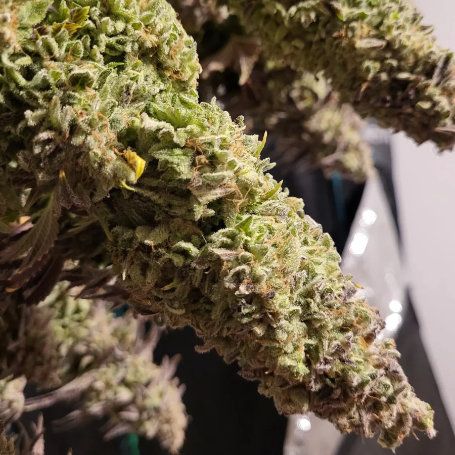 Vivid Buzz Cannabis Blüte Detailansicht nach Ernte (Foto von Cannapendium)
