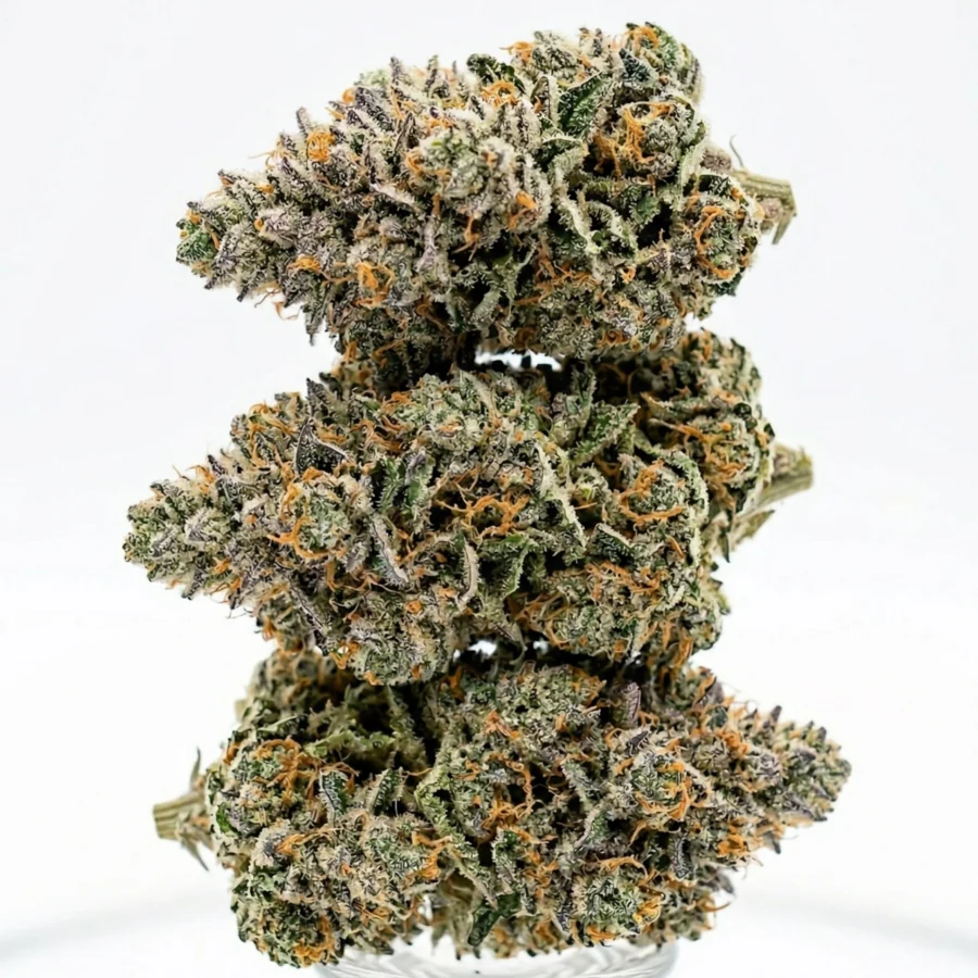 Die getrockneten Cannabis Blüten der Sorte "Cookie Crusher" nach dem Curing