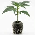 Feminisierter Cannabis Sämling der Sorte "Cookie Crusher" von der Seite