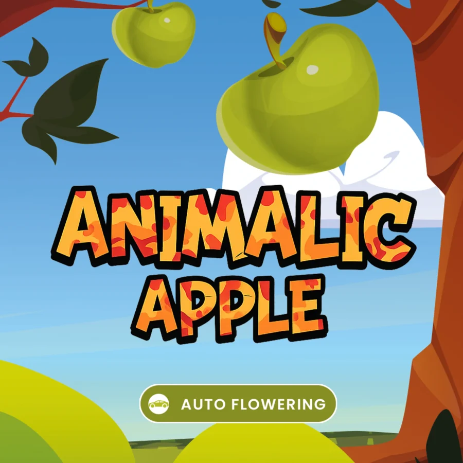 Animalic Apple Autoflowering Cannabis Strain