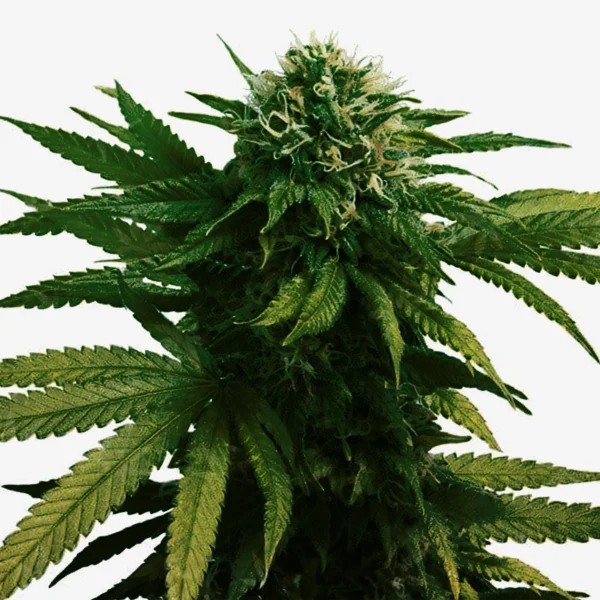 APPLE PIE: Die Auto-Flowering Cannabis Sorte der Bonner Rapperin Die P
