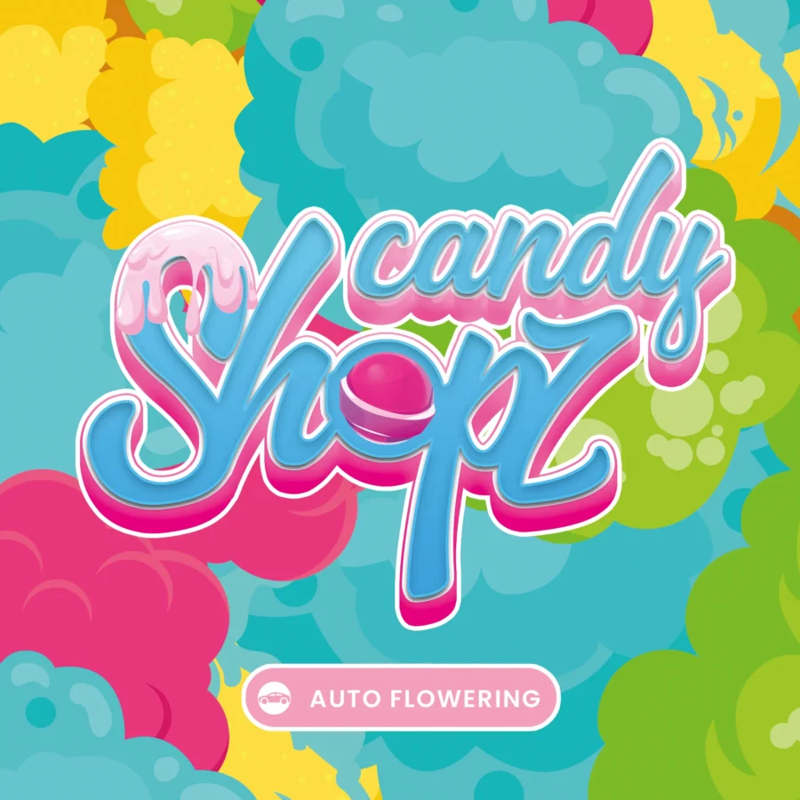 Autoflowering Cannabis Sorte: Candy Shopz