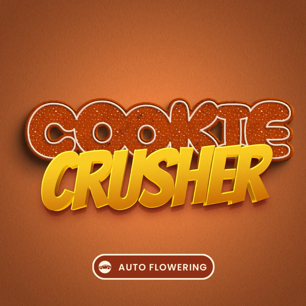 Autoflowering Cannabis Sorte: Cookie Crusher