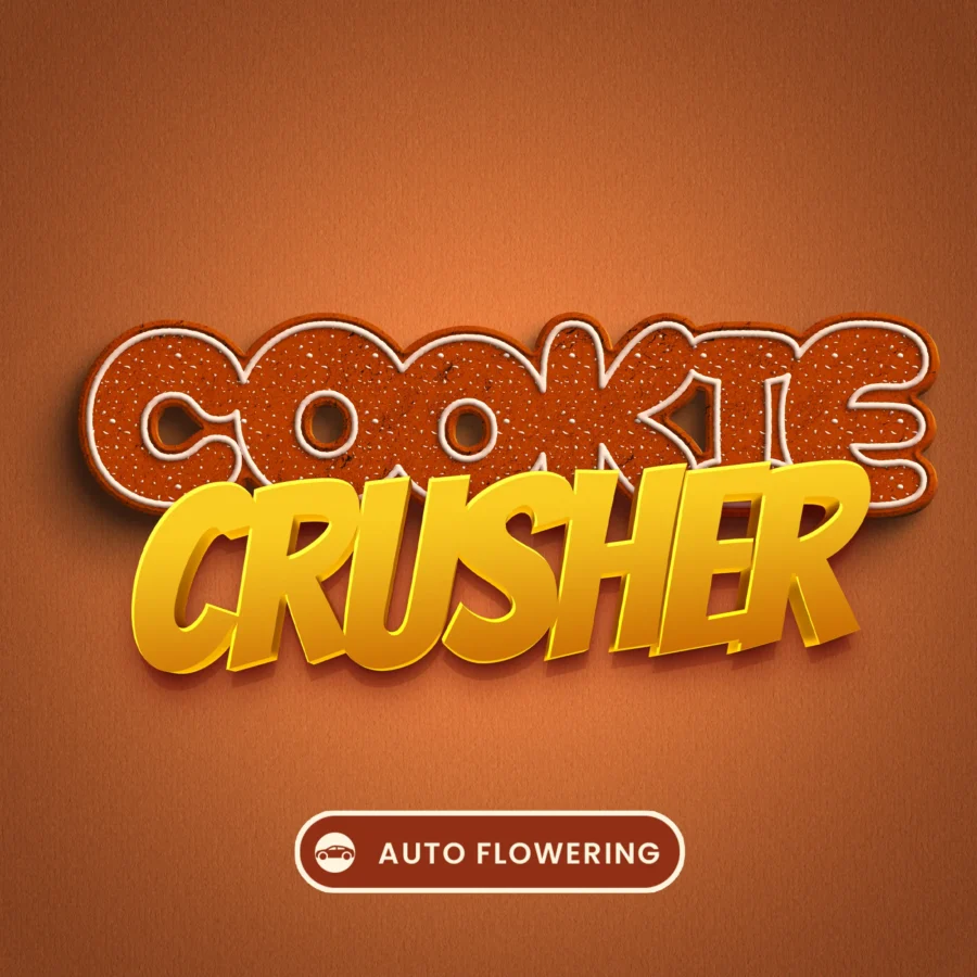 Autoflowering Cannabis Sorte: Cookie Crusher