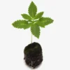 Candy Shopz Auto – WEEZEL® – Cannabis – WEEZEL
