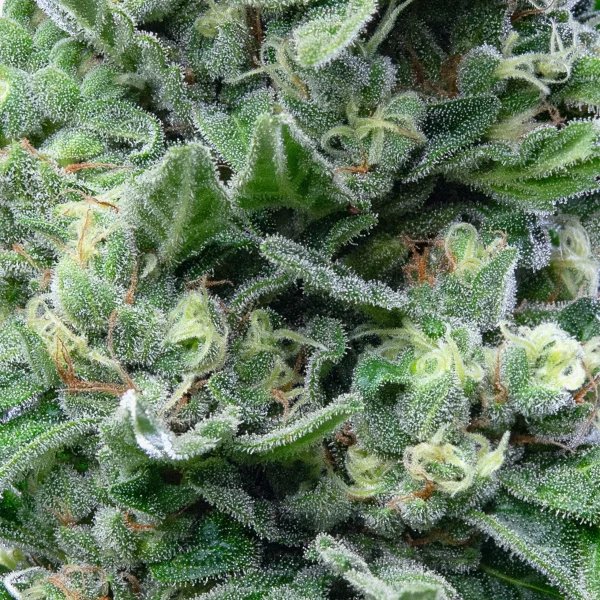 Quarantine Queen Auto: Cannabis Blüte Detailansicht - Critical Auto