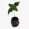 Animalic Apple Auto – WEEZEL® – Cannabis – WEEZEL