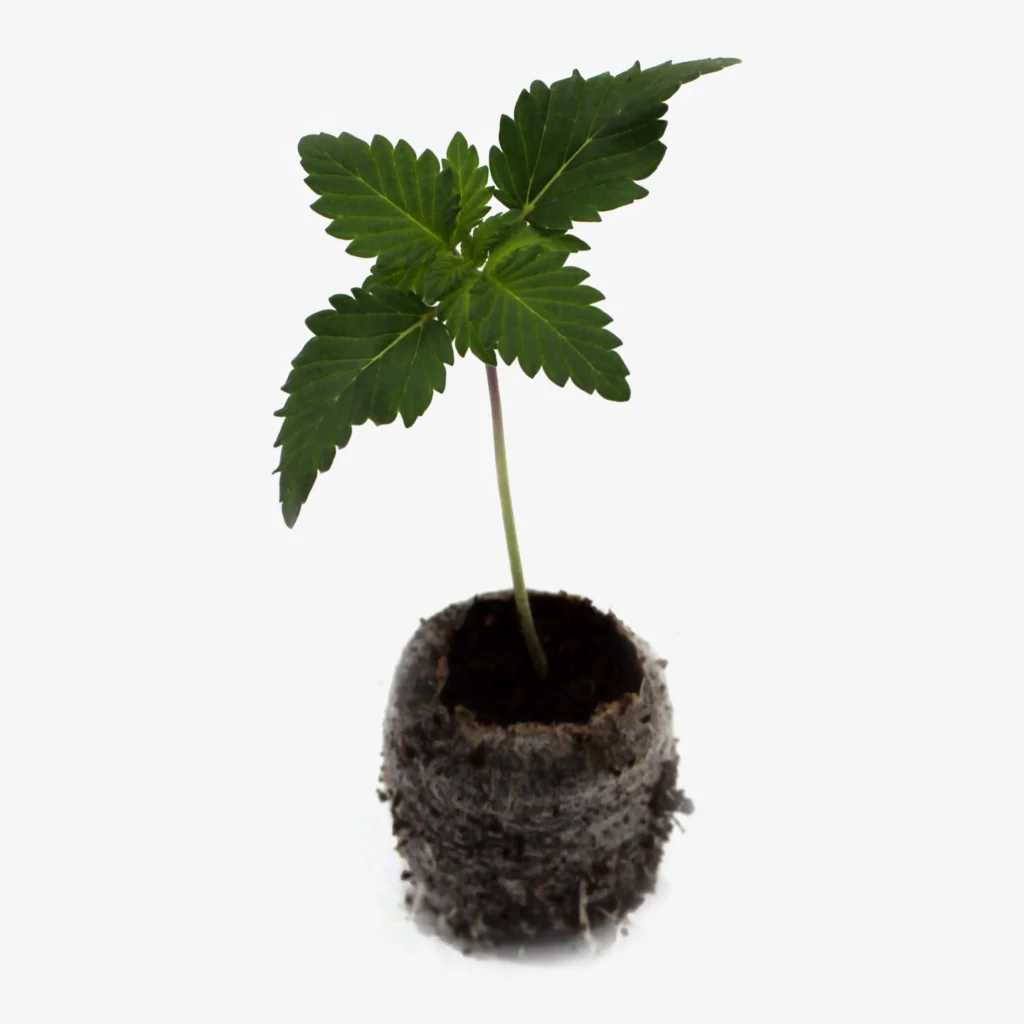 Animalic Apple Auto - Bild 1