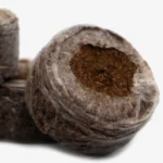 WEEZEL Seed Popper seitlich schräg