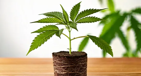 Cannabis Stecklinge online kaufen